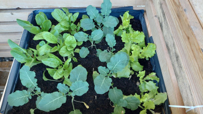 Broccoli, Salat und Mangold